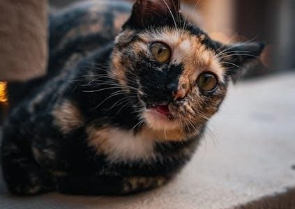 the five dysfunctions of a team pdf free download